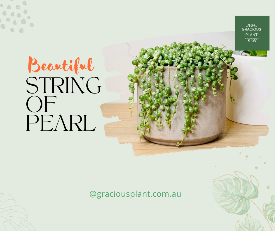 STRING OF PEARL