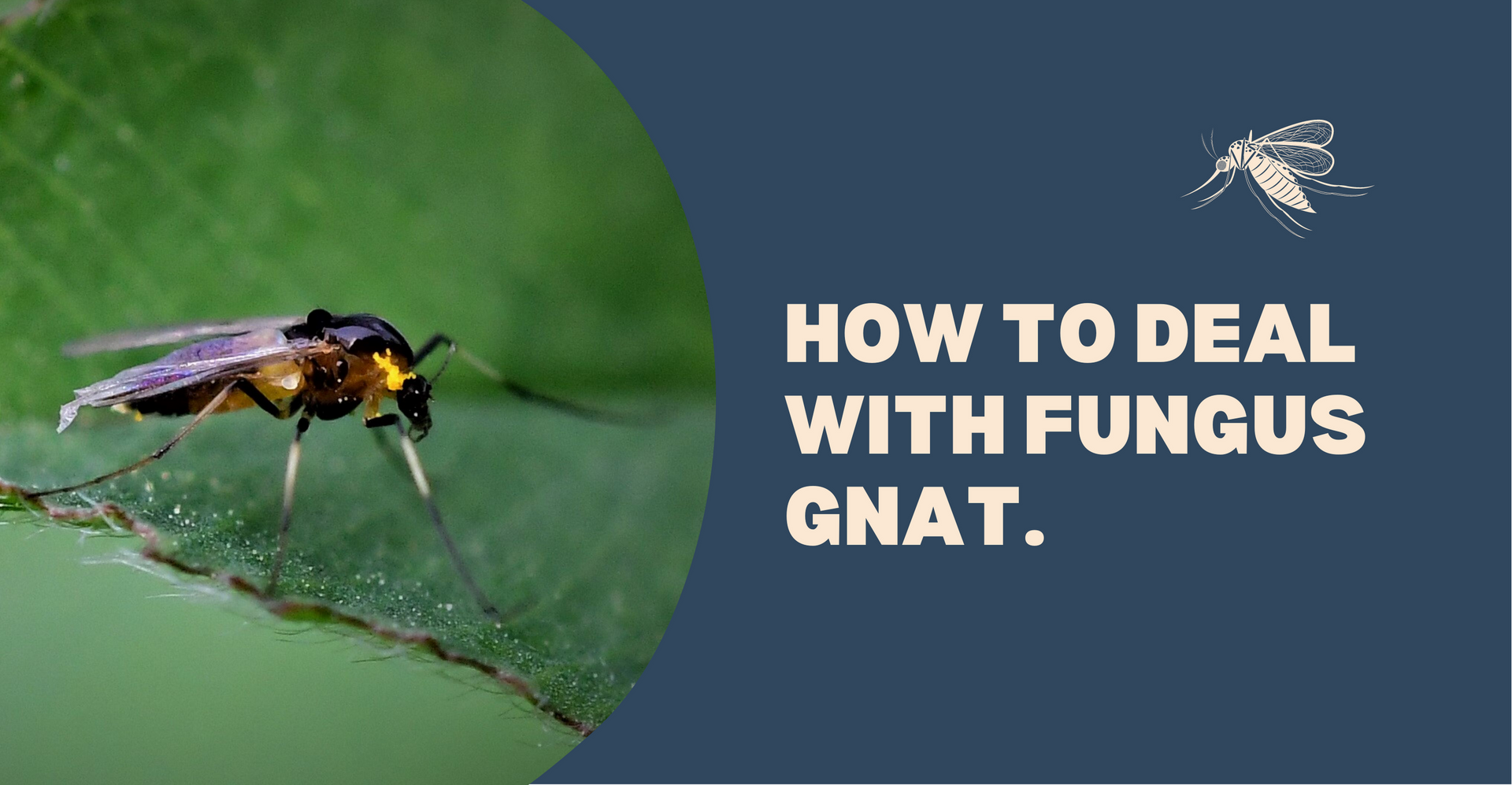 How to deal with Fungus Gnat