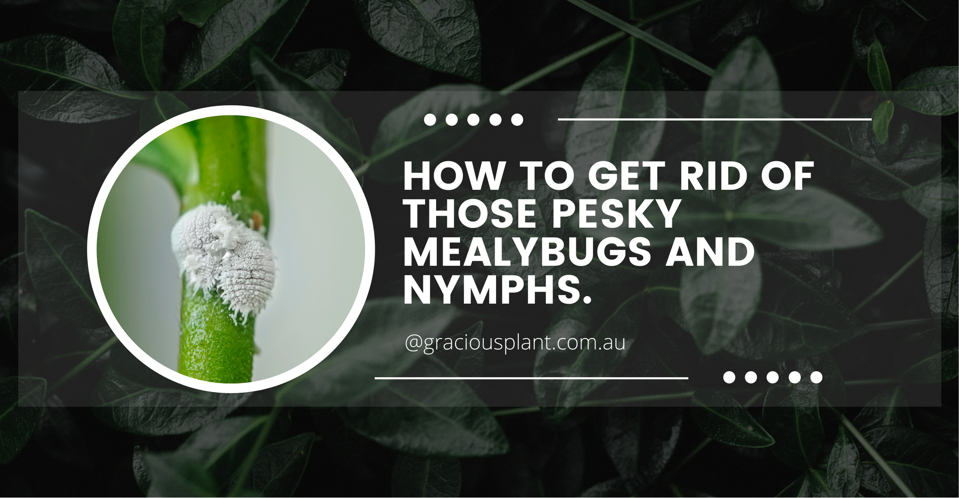 How to get rid of those pesky Mealybugs and Nymphs