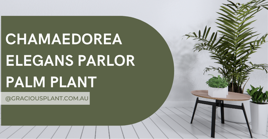 CHAMAEDOREA ELEGANS PARLOR PALM PLANT
