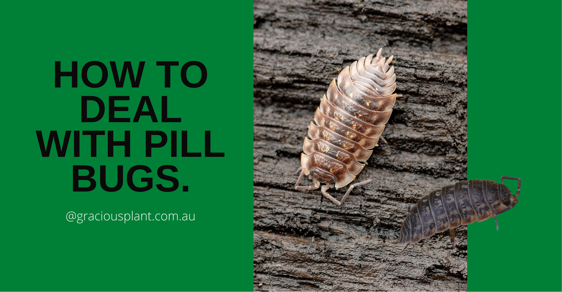 How to deal with pill bugs