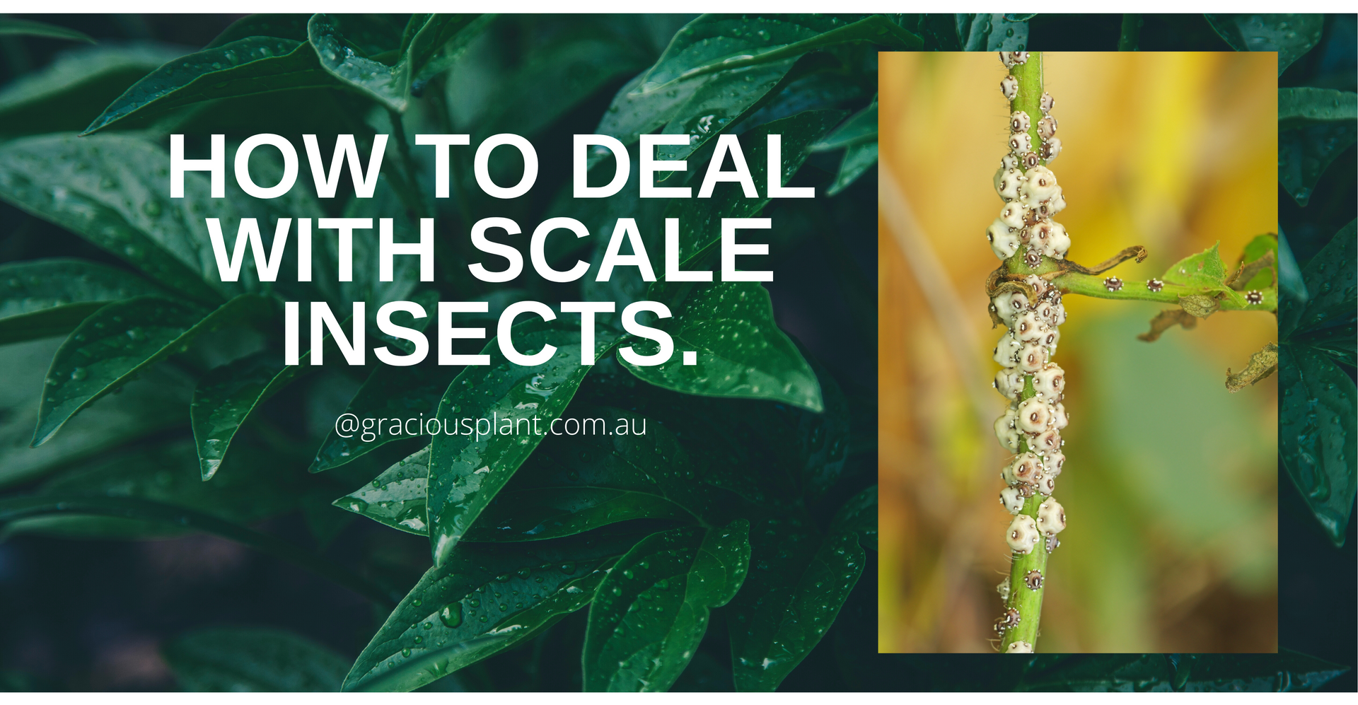 How to deal with scale insects 