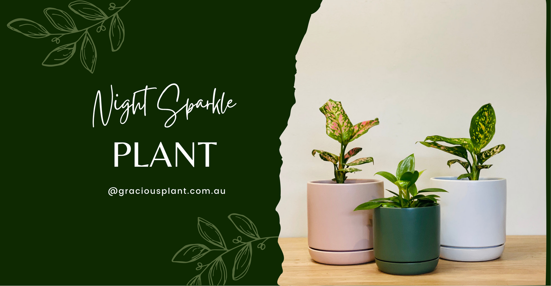 Night Sparkle Plant