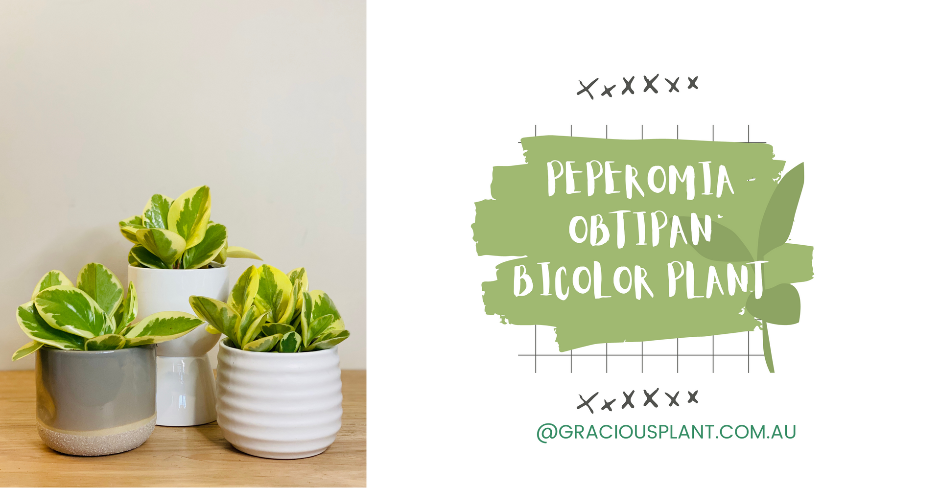 PEPEROMIA OBTIPAN BICOLOR PLANT