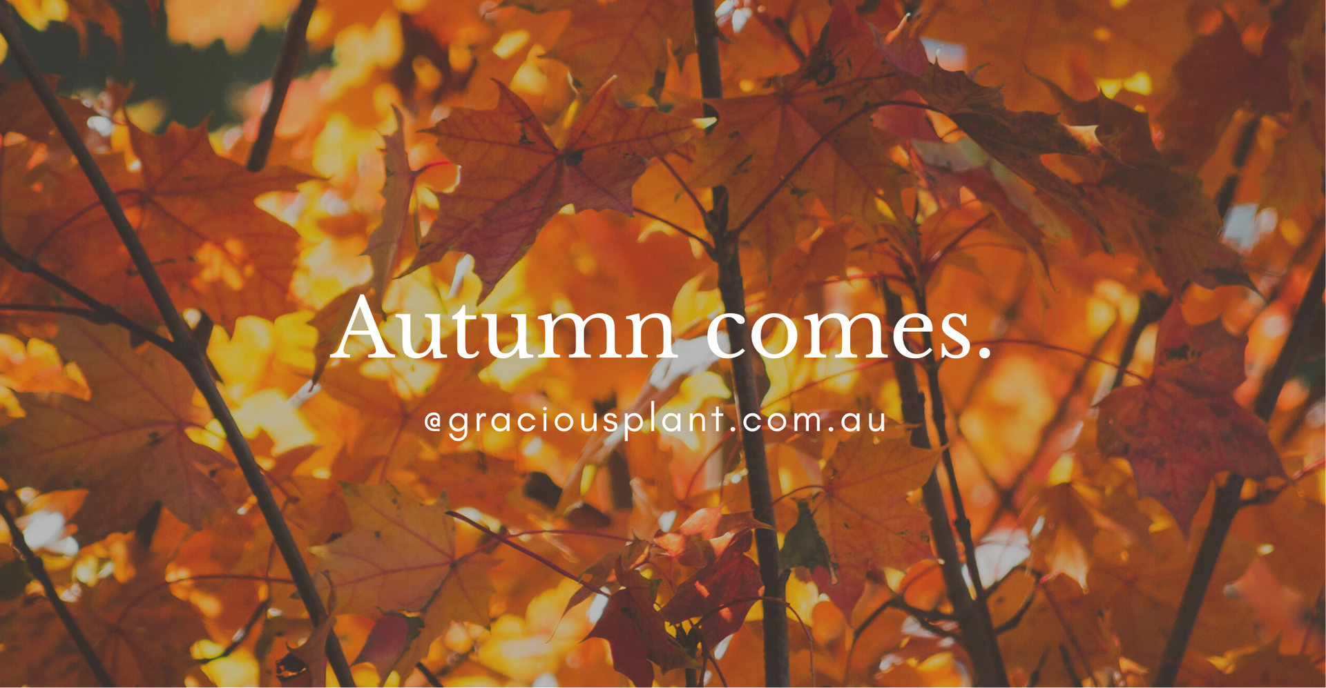 Autumn comes