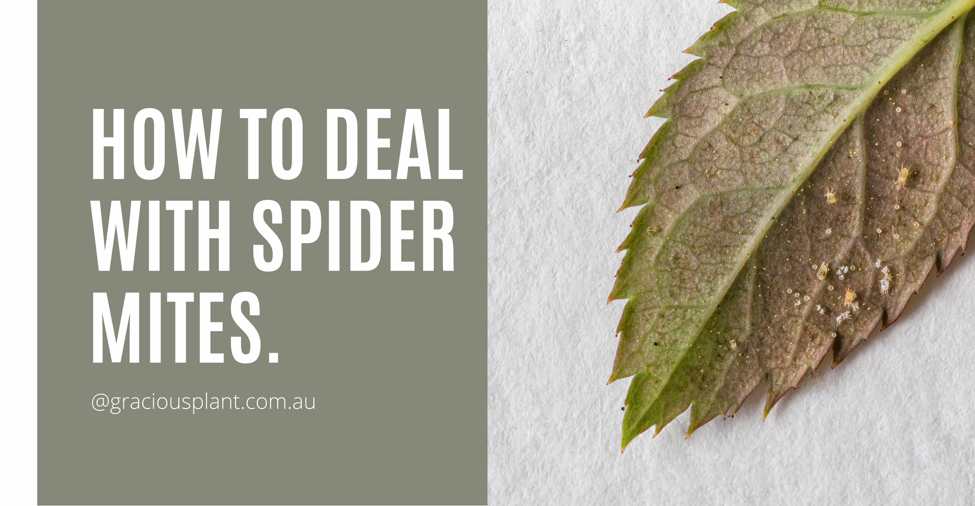 How to deal with spider mites