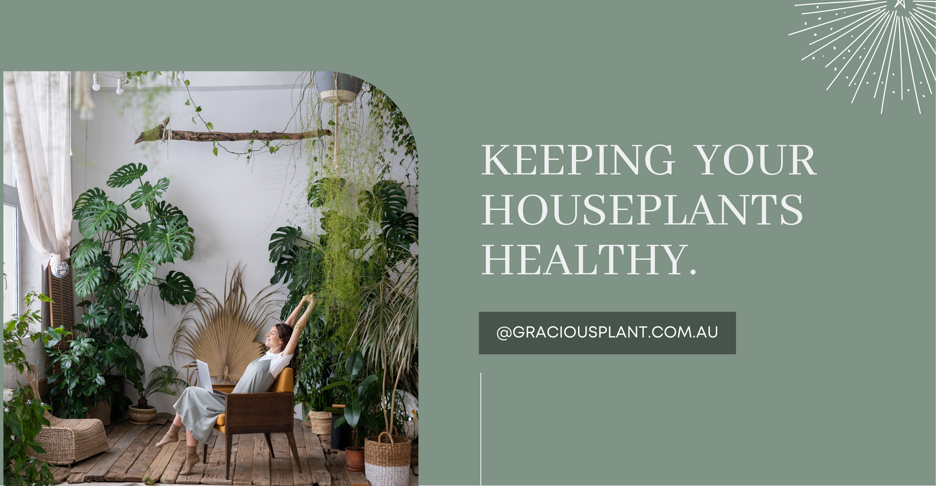 keeping your houseplants healthy