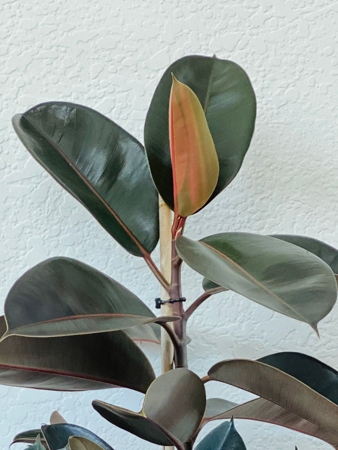 Ficus Burgundy Plant Only