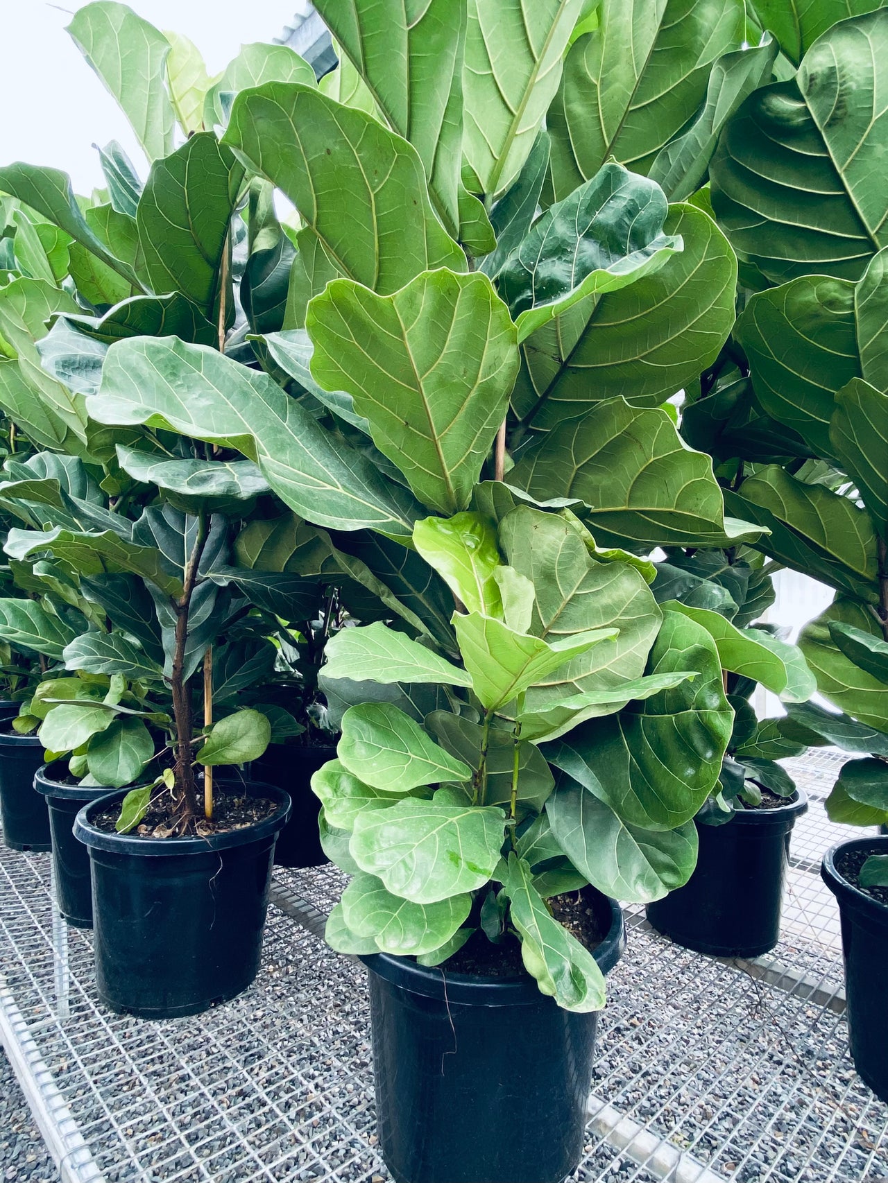 Fiddle Leaf Fig Plant - FICUS LYRATA PLANT only