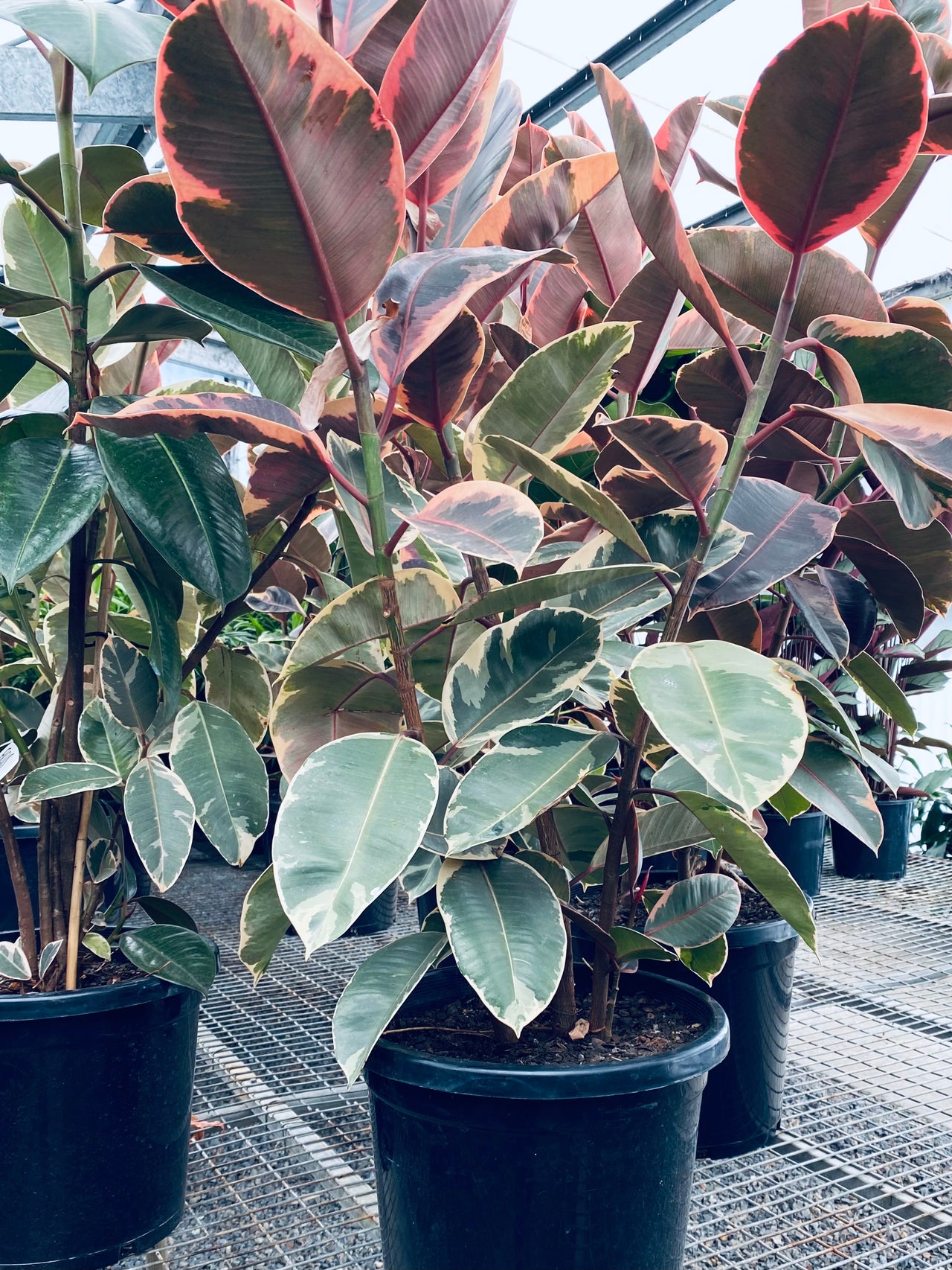 Ficus Elastica Ruby Plant Only