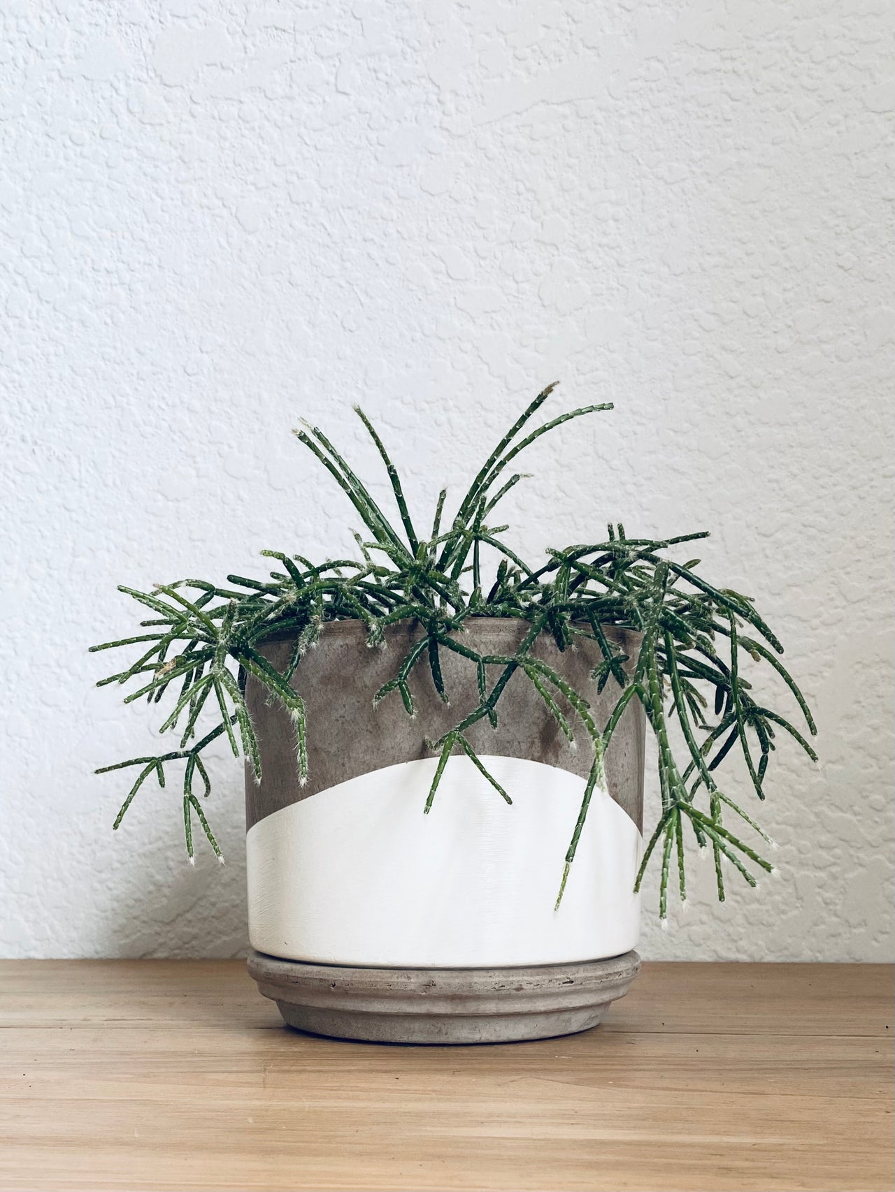 Rhipsalis Plant With Hand-Painted Pot